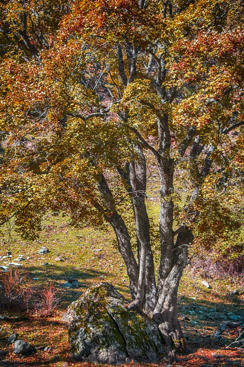 tree  autumn  colorful free photo