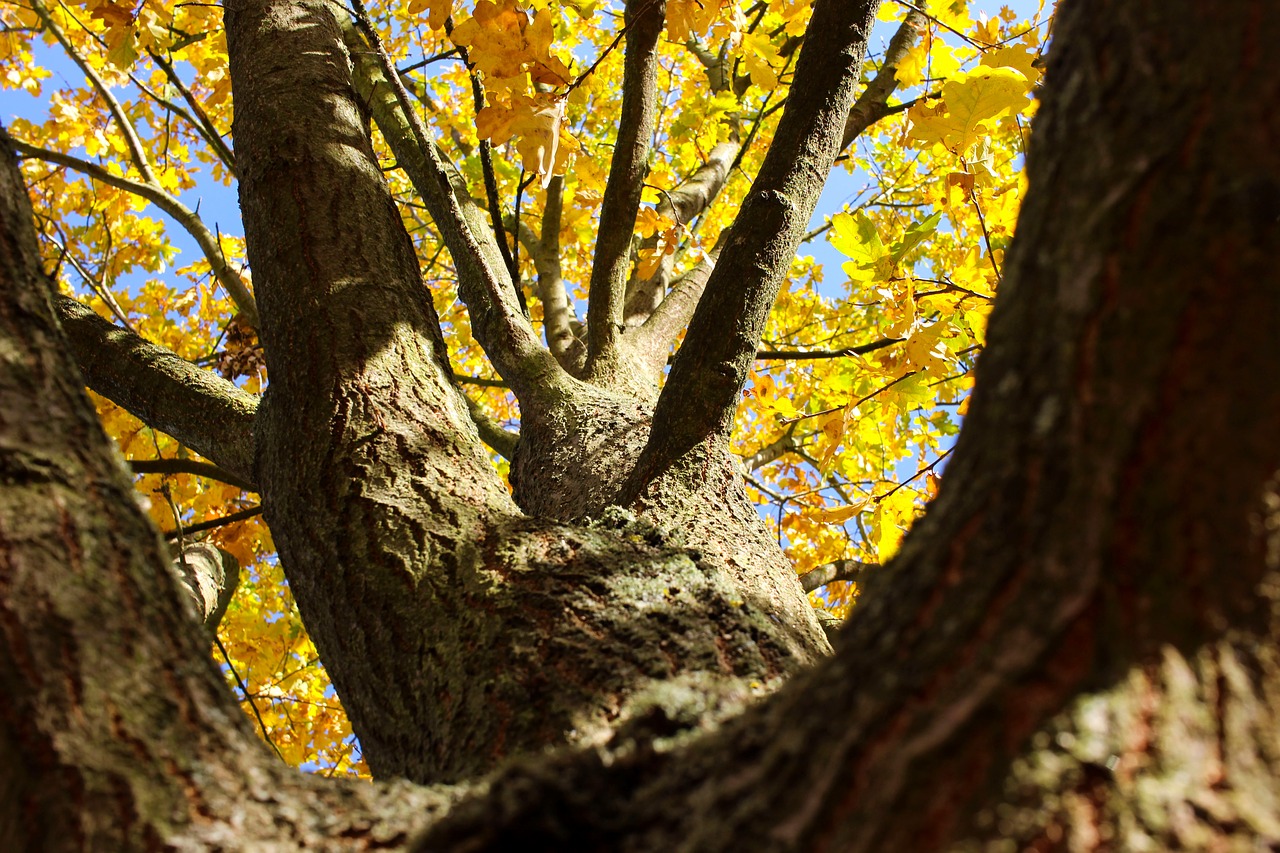 tree  autumn  autumn colours free photo