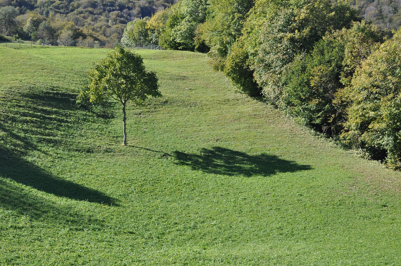 tree  landscape  green free photo