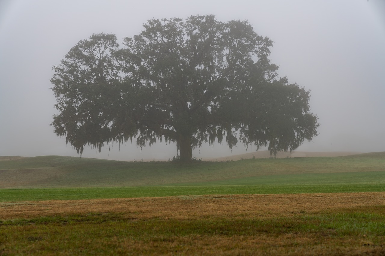 tree  fog  landscape free photo