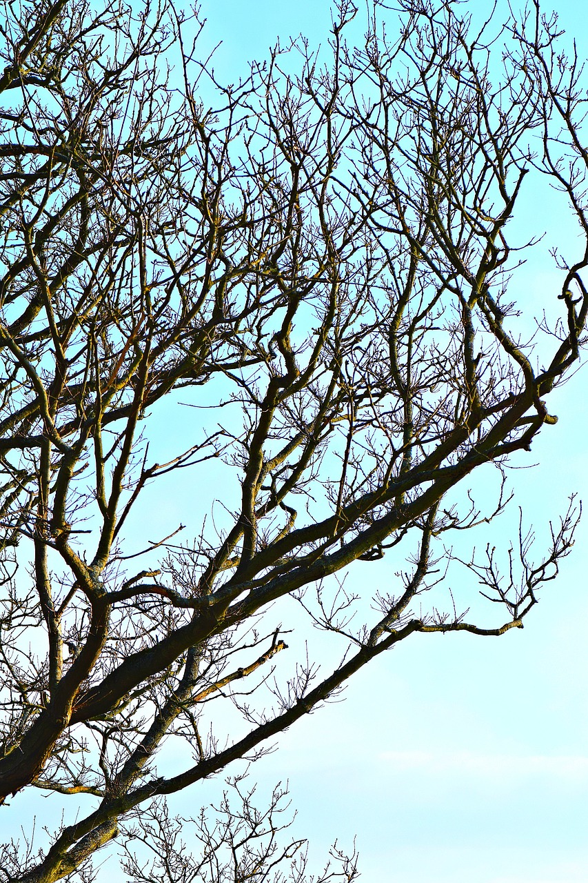 tree  sky  silhouette free photo