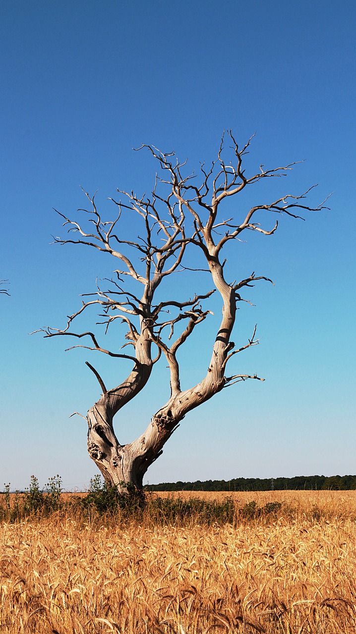 tree dead tree wood free photo