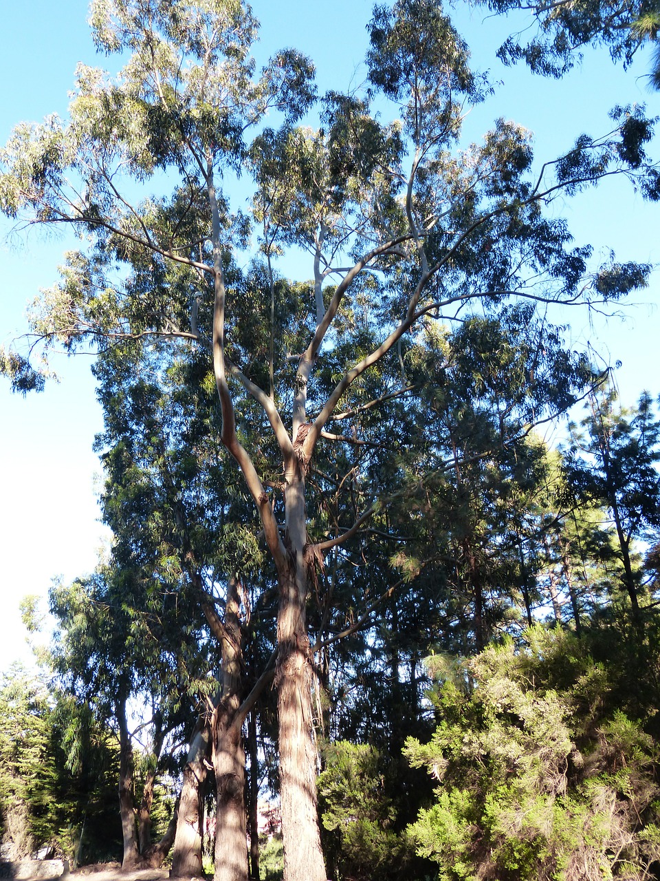 tree eucalyptus eucalyptus tree free photo