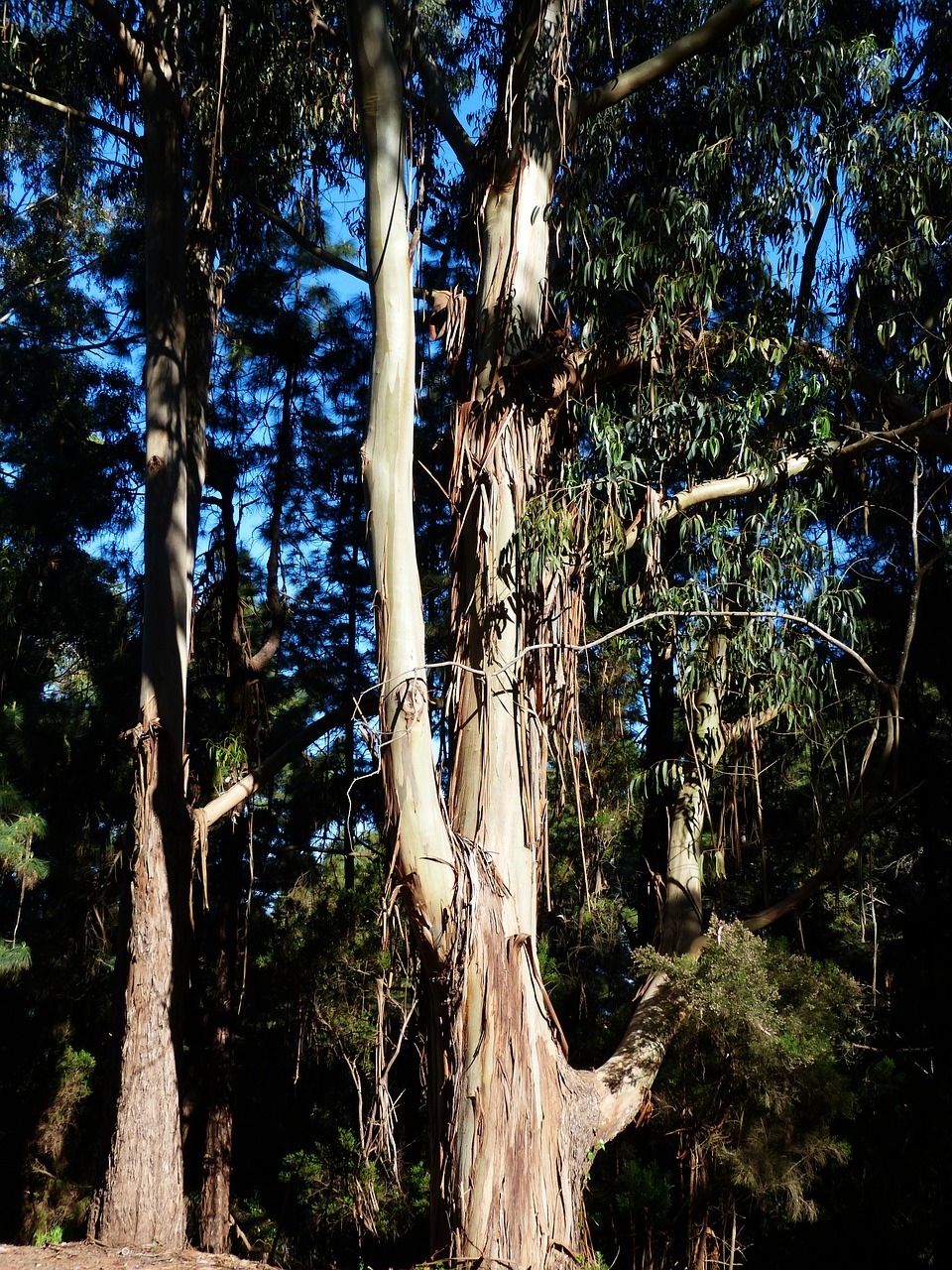 tree bark peeled off free photo