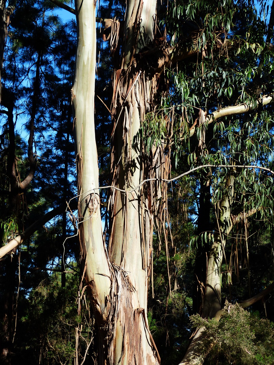 tree bark peeled off free photo