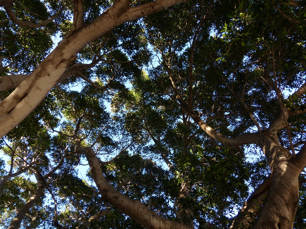 tree crown canopy free photo