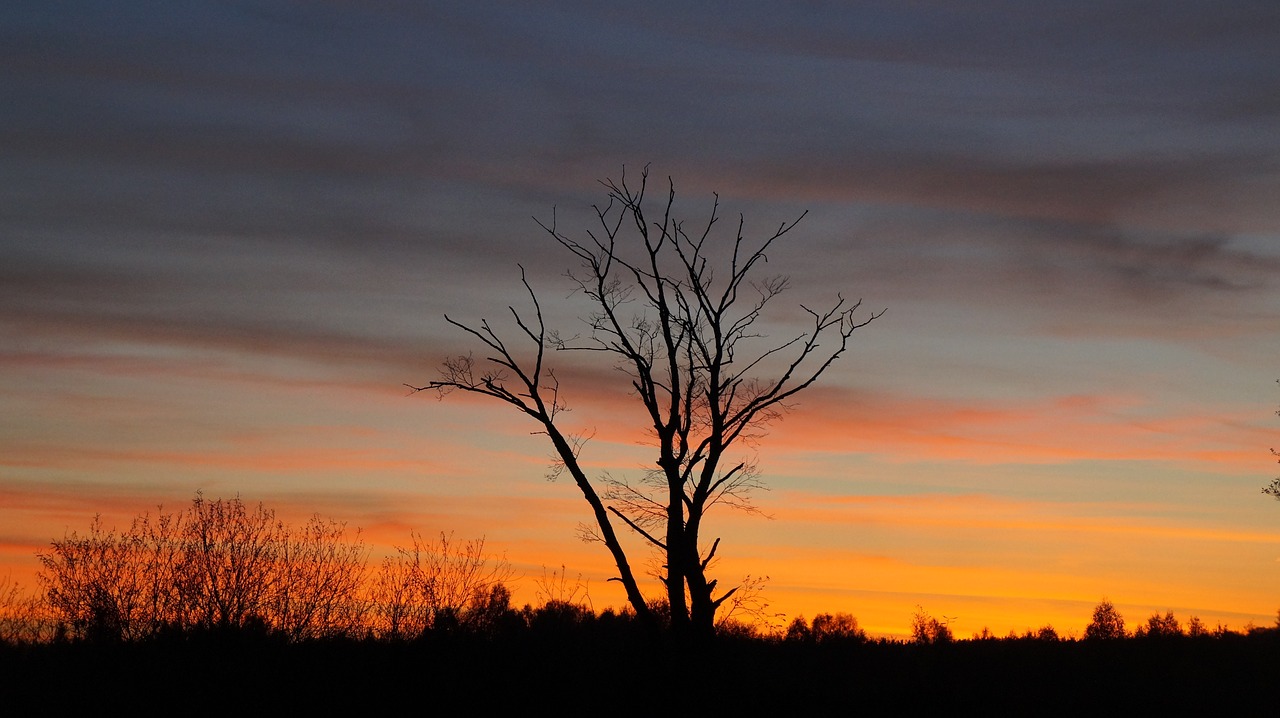 tree  sunset  sky free photo