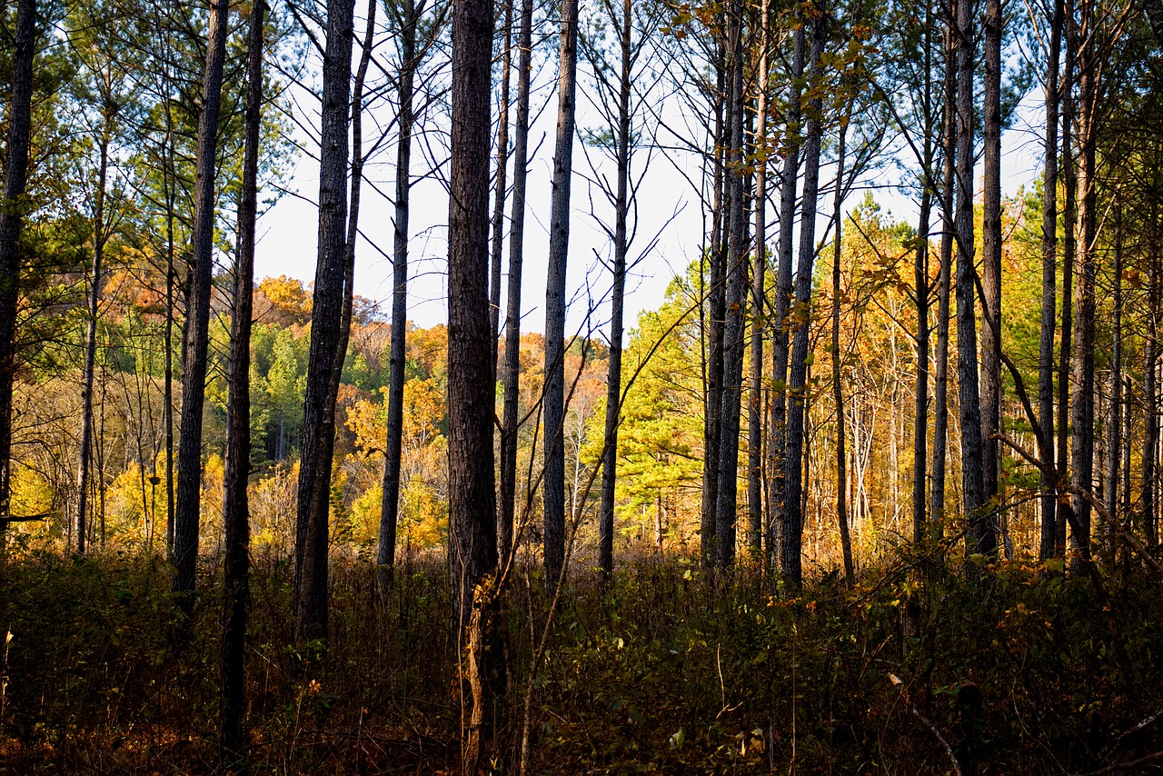 tree  forest  trees free photo