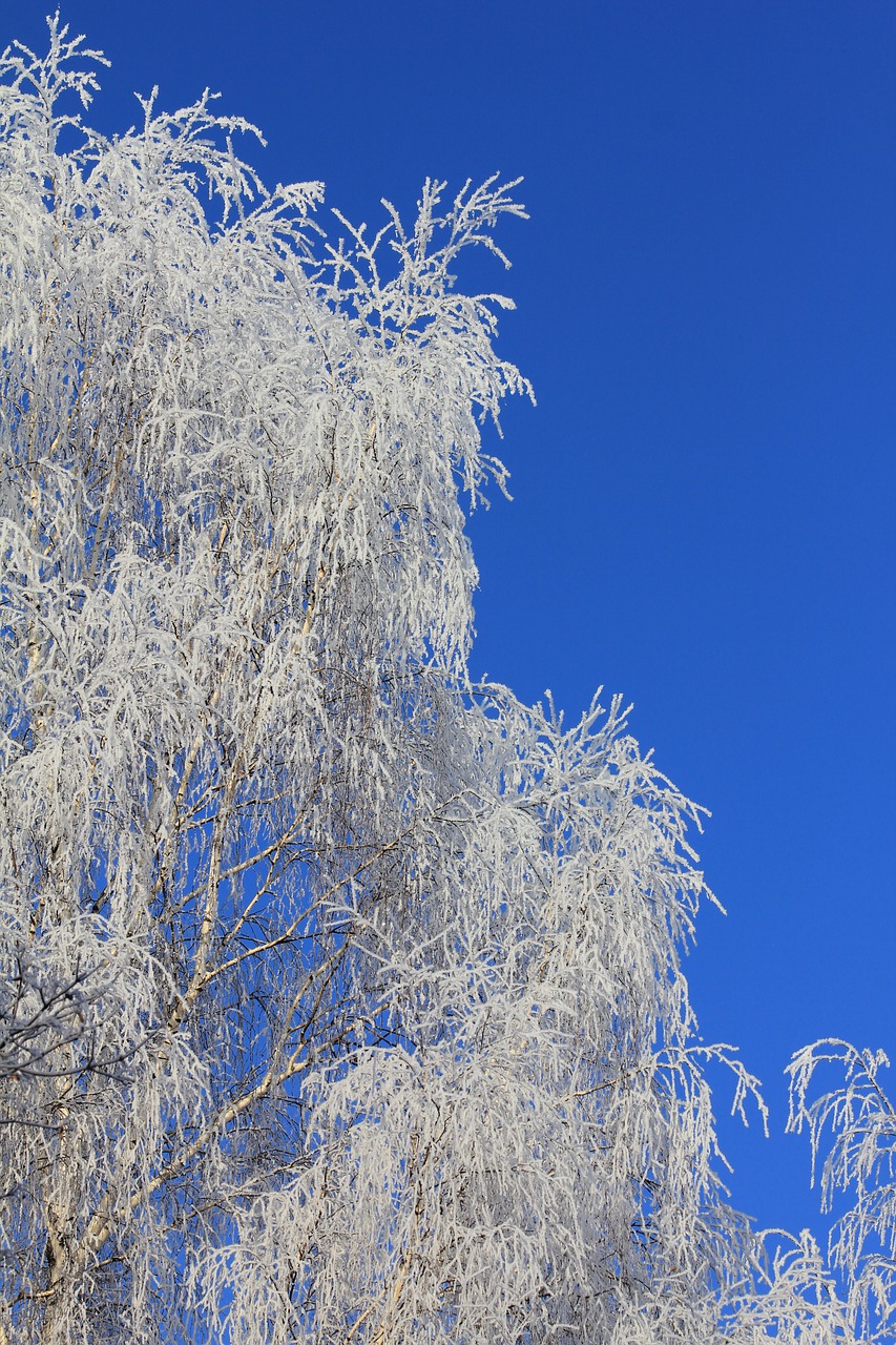 tree  frozen  fancy birch free photo