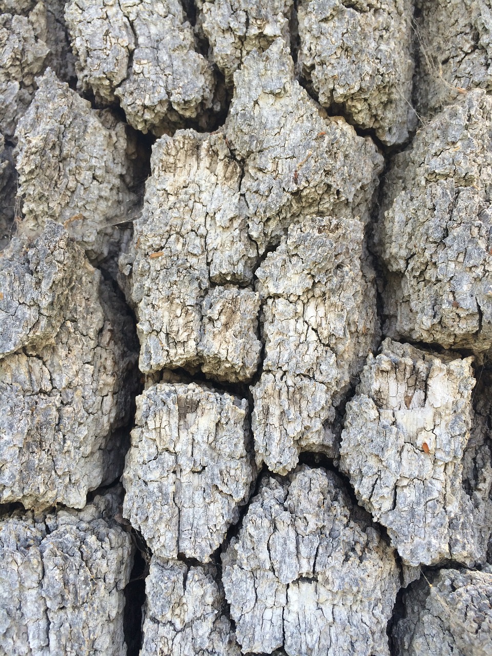 tree bark texture free photo