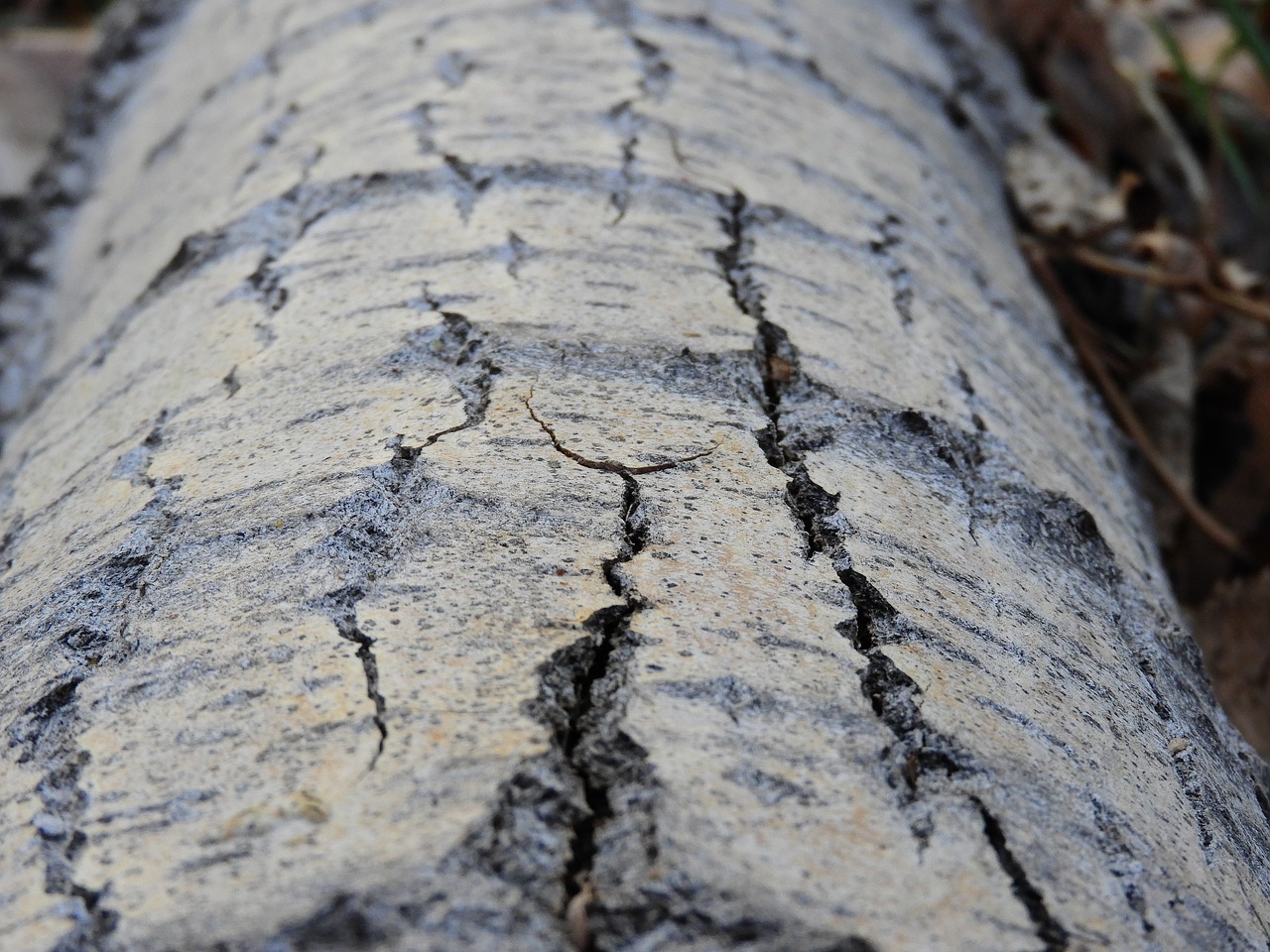tree  trunk  texture free photo
