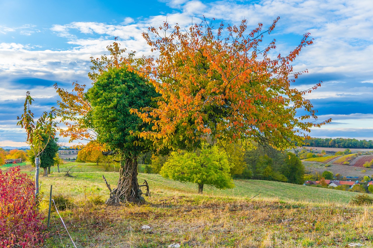 tree  nature  landscape free photo