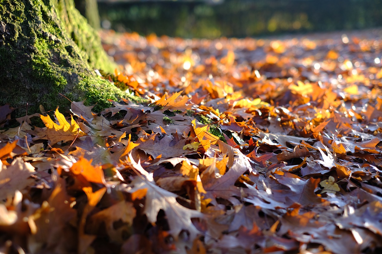 tree  tribe  leaves free photo