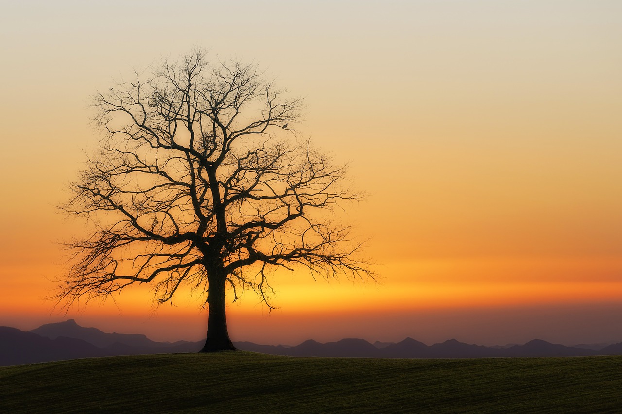 tree  kahl  sunset free photo