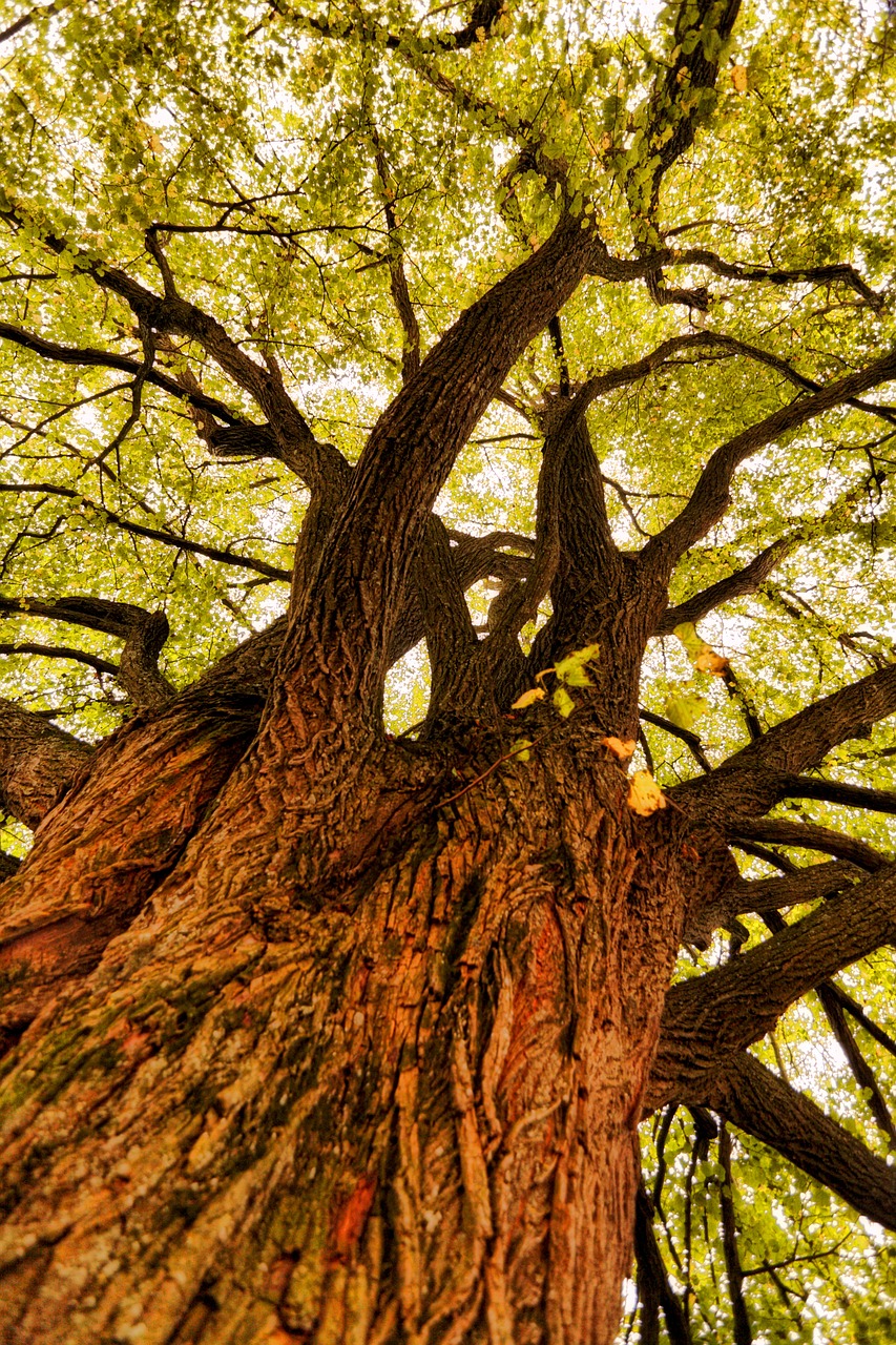 tree  perspective  high free photo