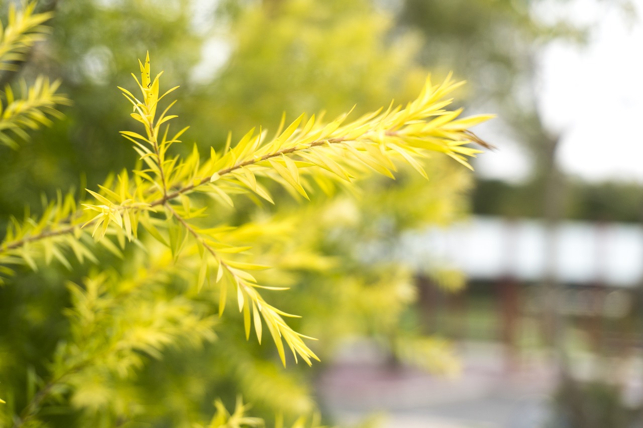 tree  green  branch free photo