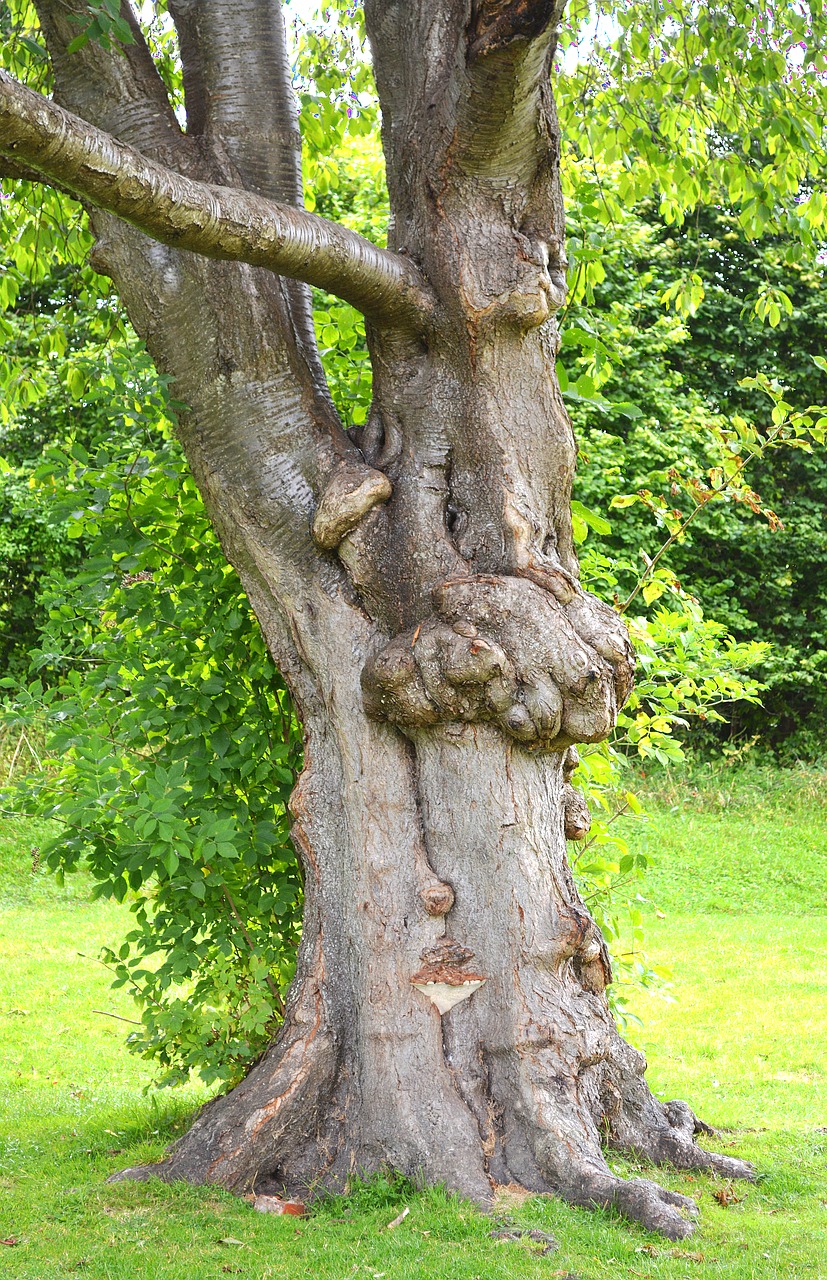 tree  hug  hugging free photo