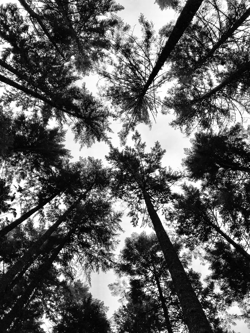 tree  perspective  trees free photo