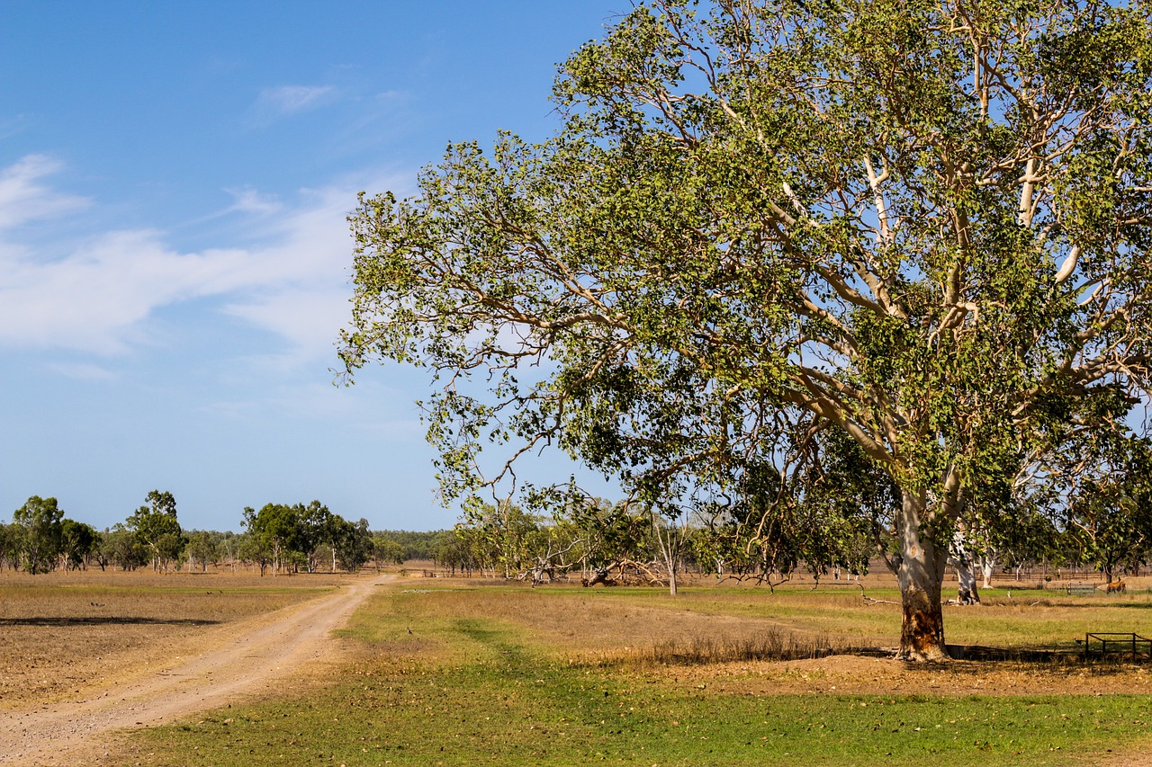 tree  road  sky free photo