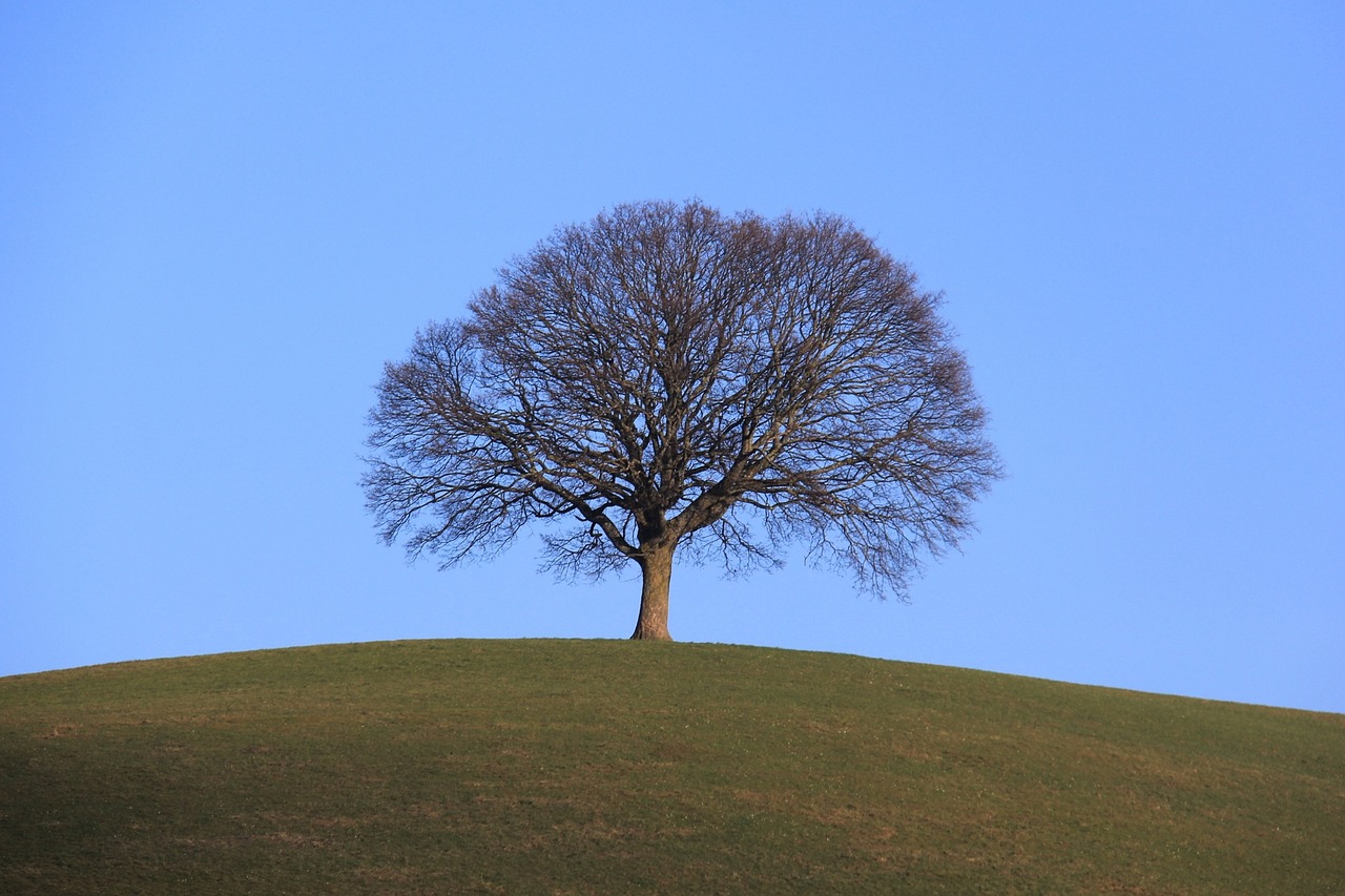 tree  lonely  landscape free photo