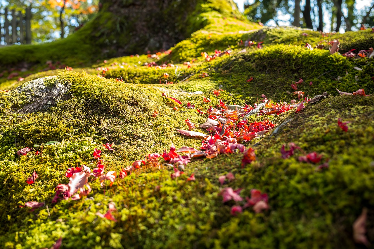 tree  forest  green free photo