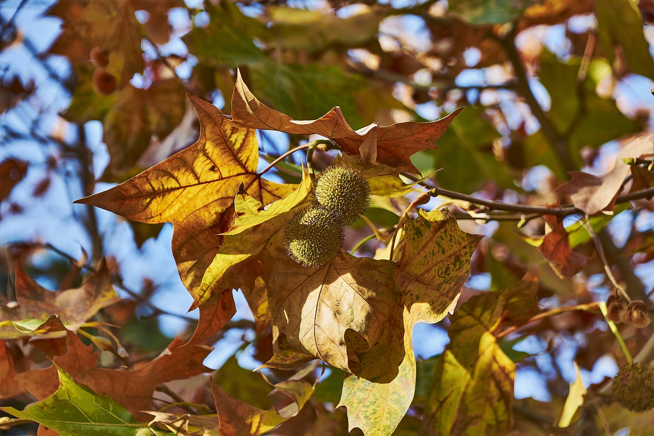 tree  leaves  autumn free photo