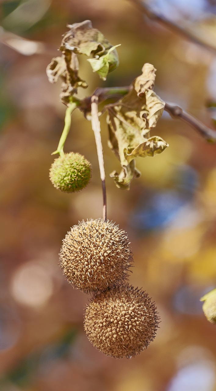 tree  leaves  autumn free photo