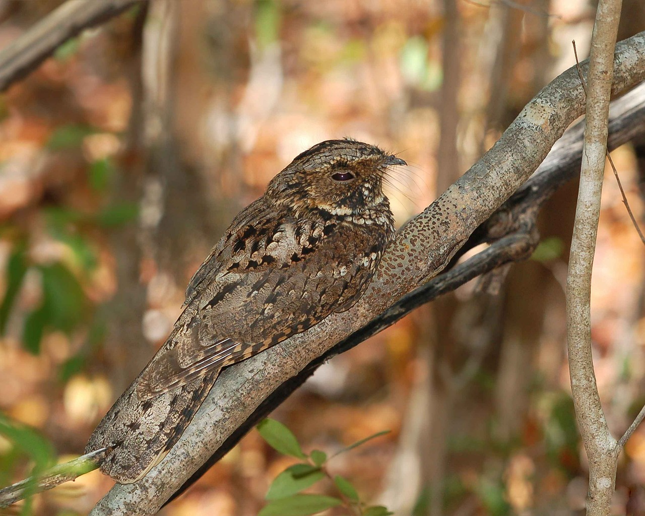 tree noctitherus caprimulgus free photo