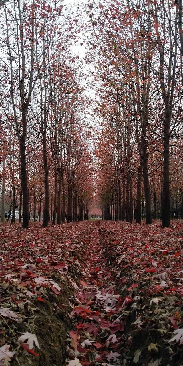 tree  maple  forest free photo