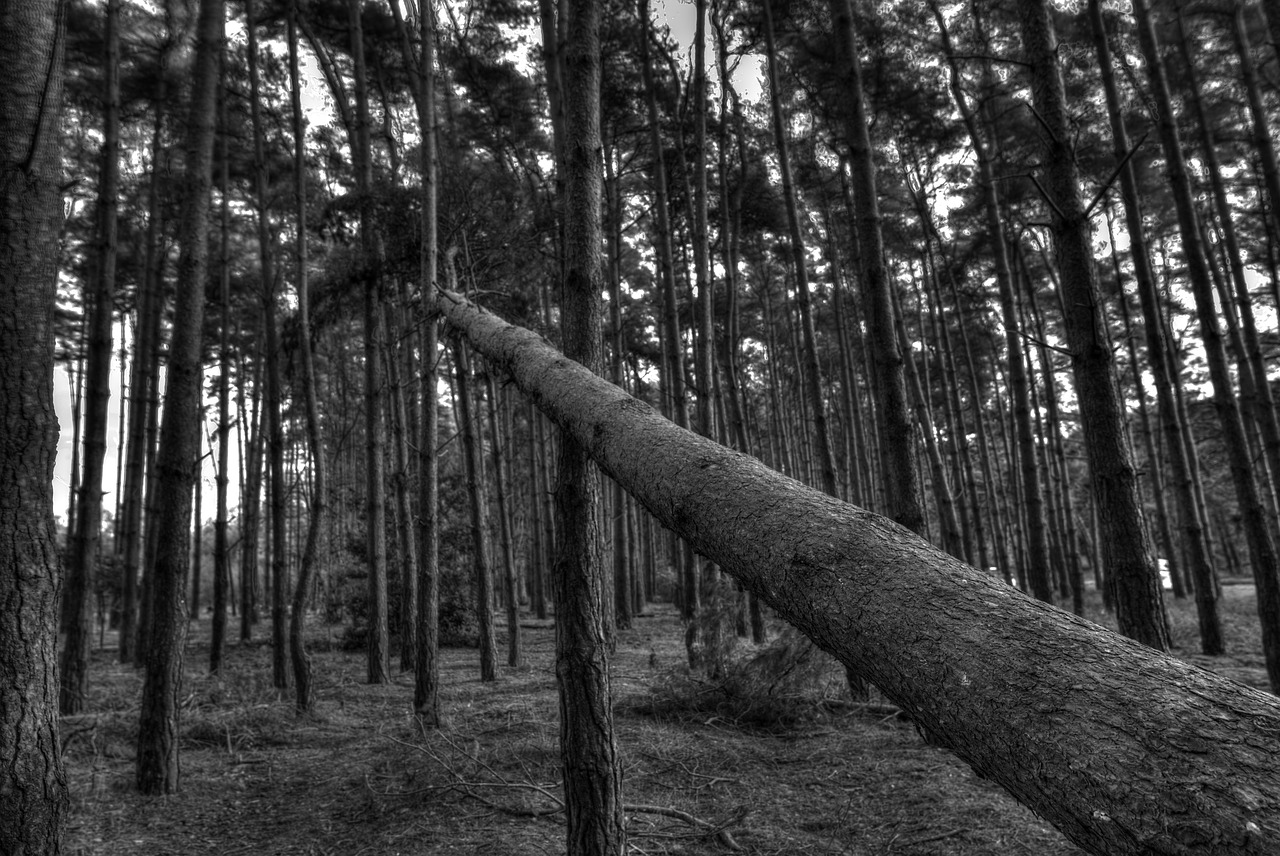 tree  fallen  wood free photo