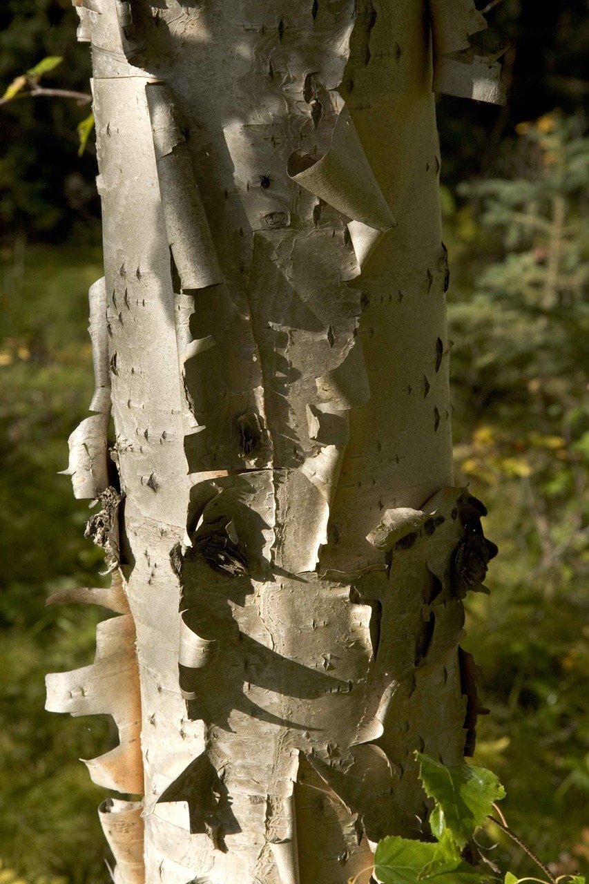 tree birch trees free photo