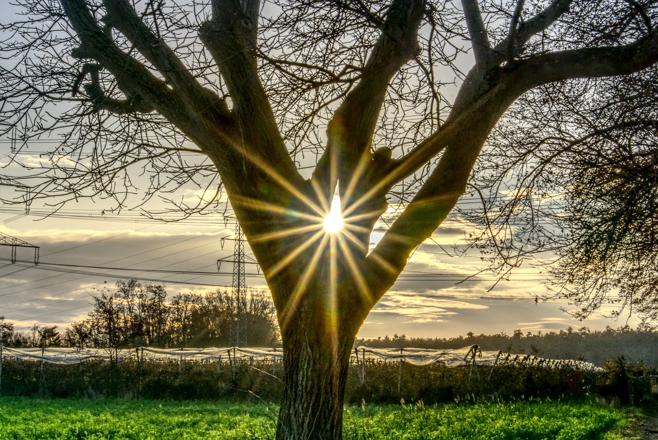 tree  backlighting  sun free photo