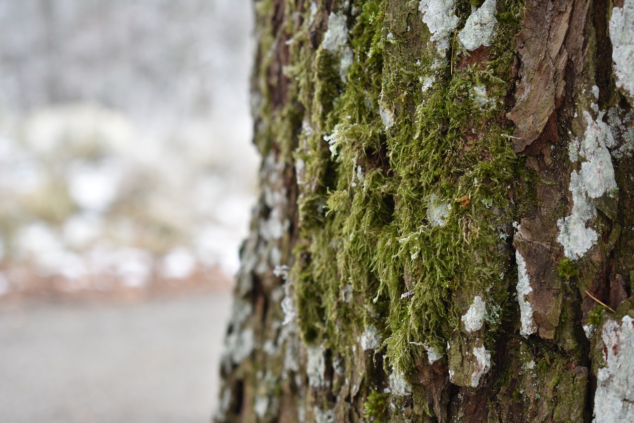 tree  snow  winter free photo