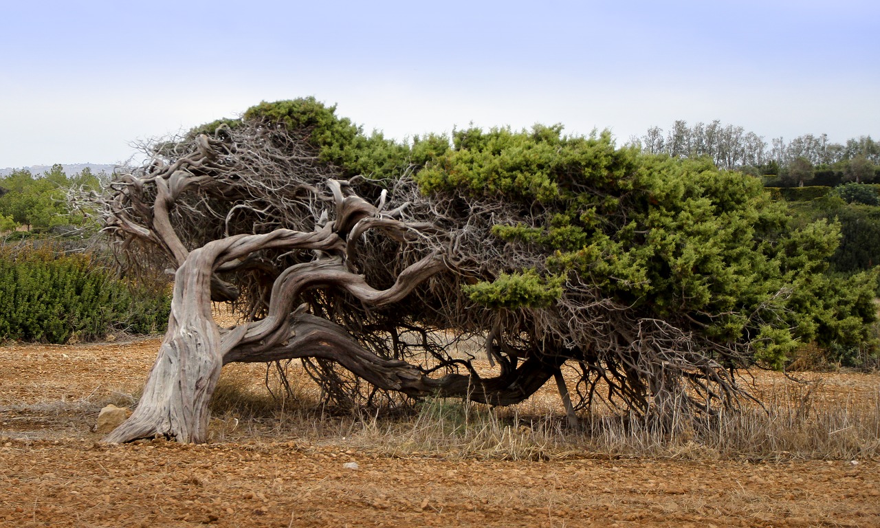 tree  wind  conifer free photo