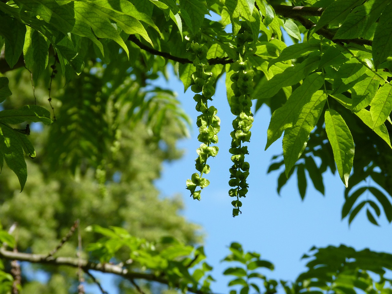 tree sky nature free photo