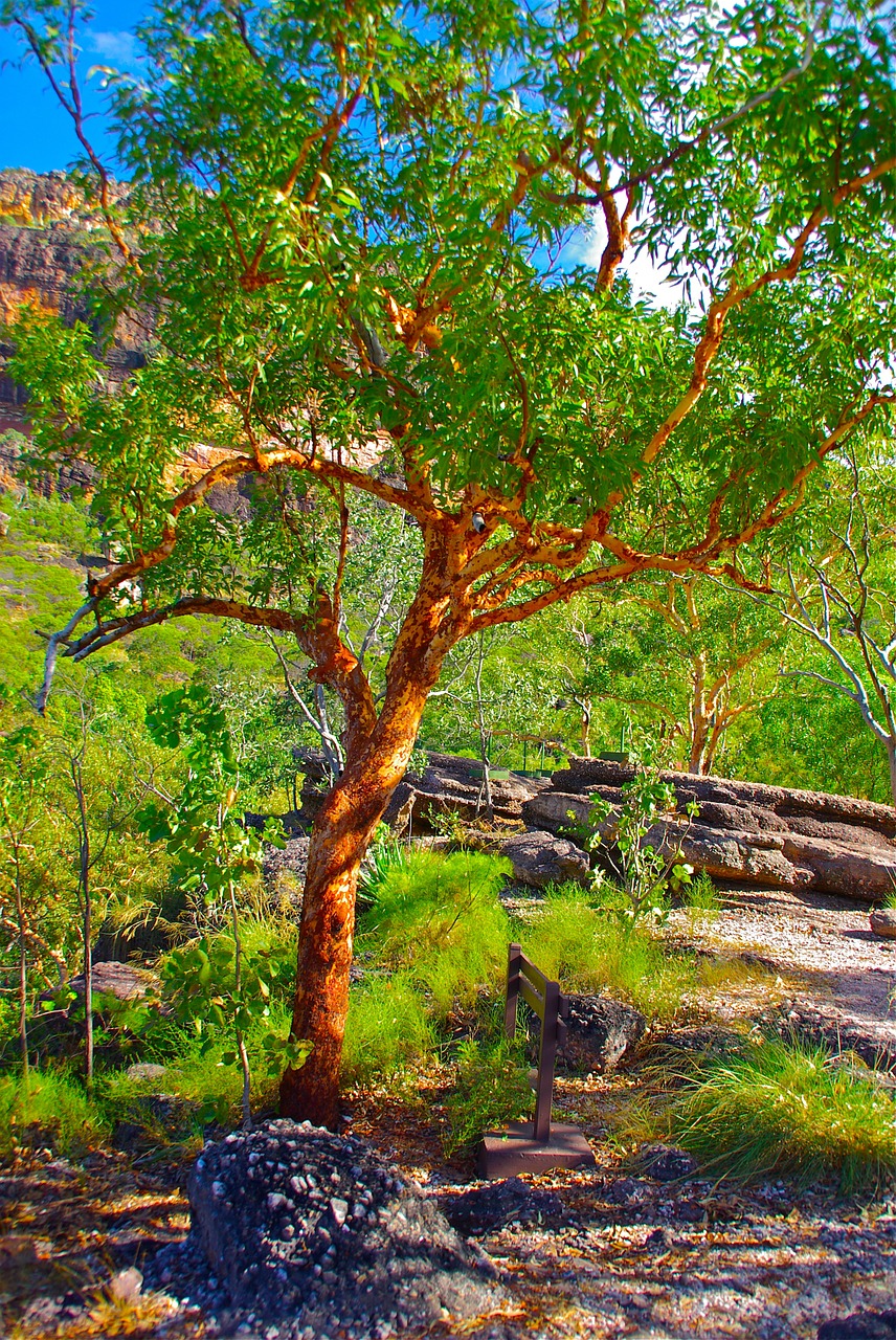 tree australia red free photo