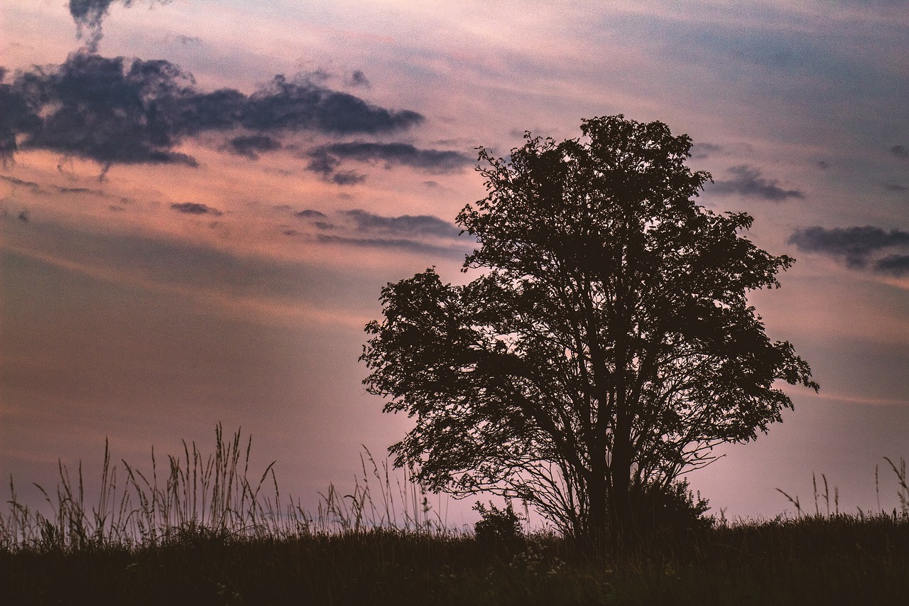 tree  clouds  sky free photo