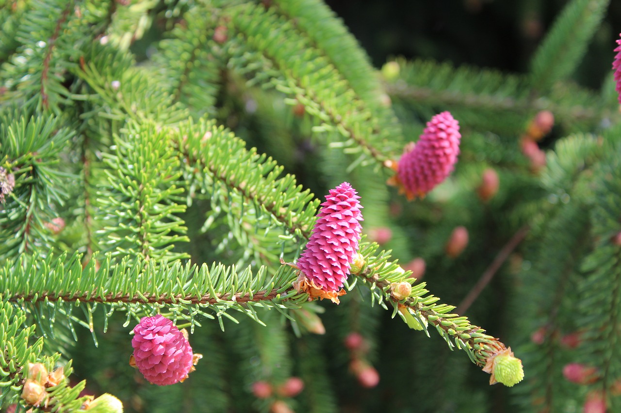 tree  flower  pink free photo