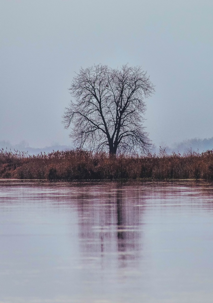 tree  loneliness  withered free photo