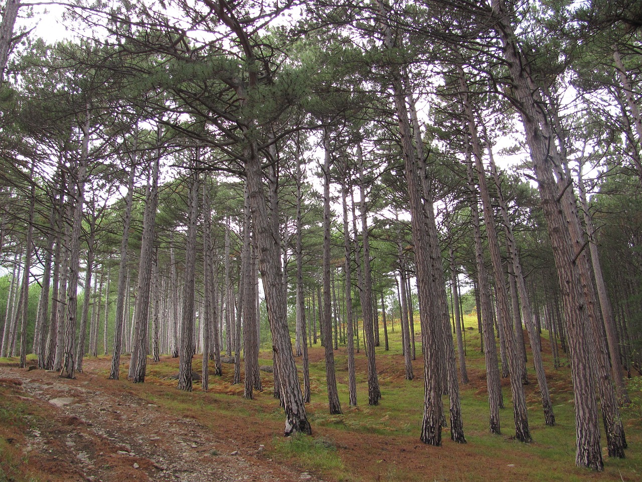 tree  wood  nature free photo