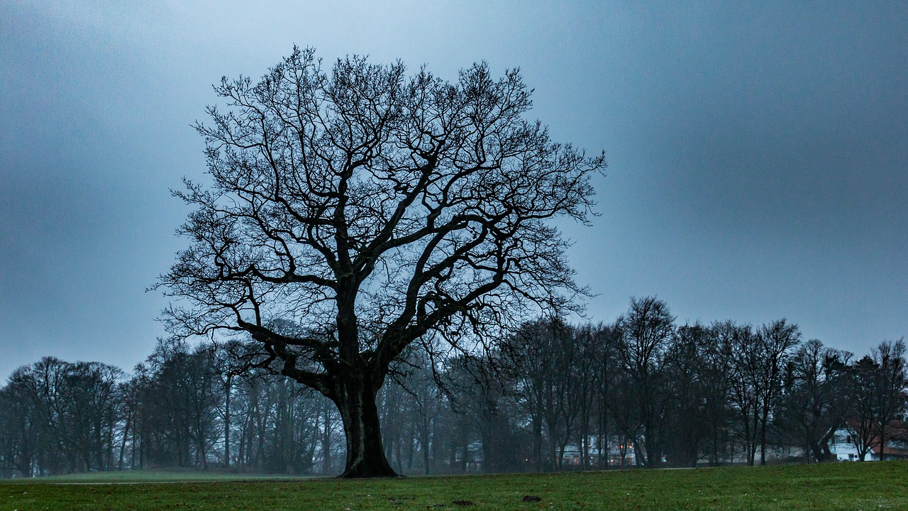 tree  oak  nature free photo