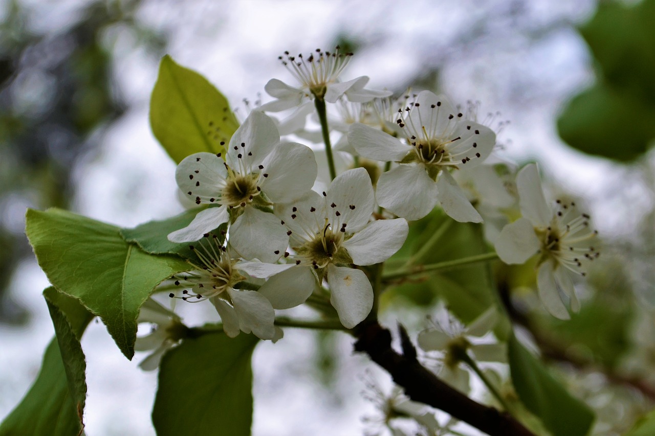 tree  flower  white free photo