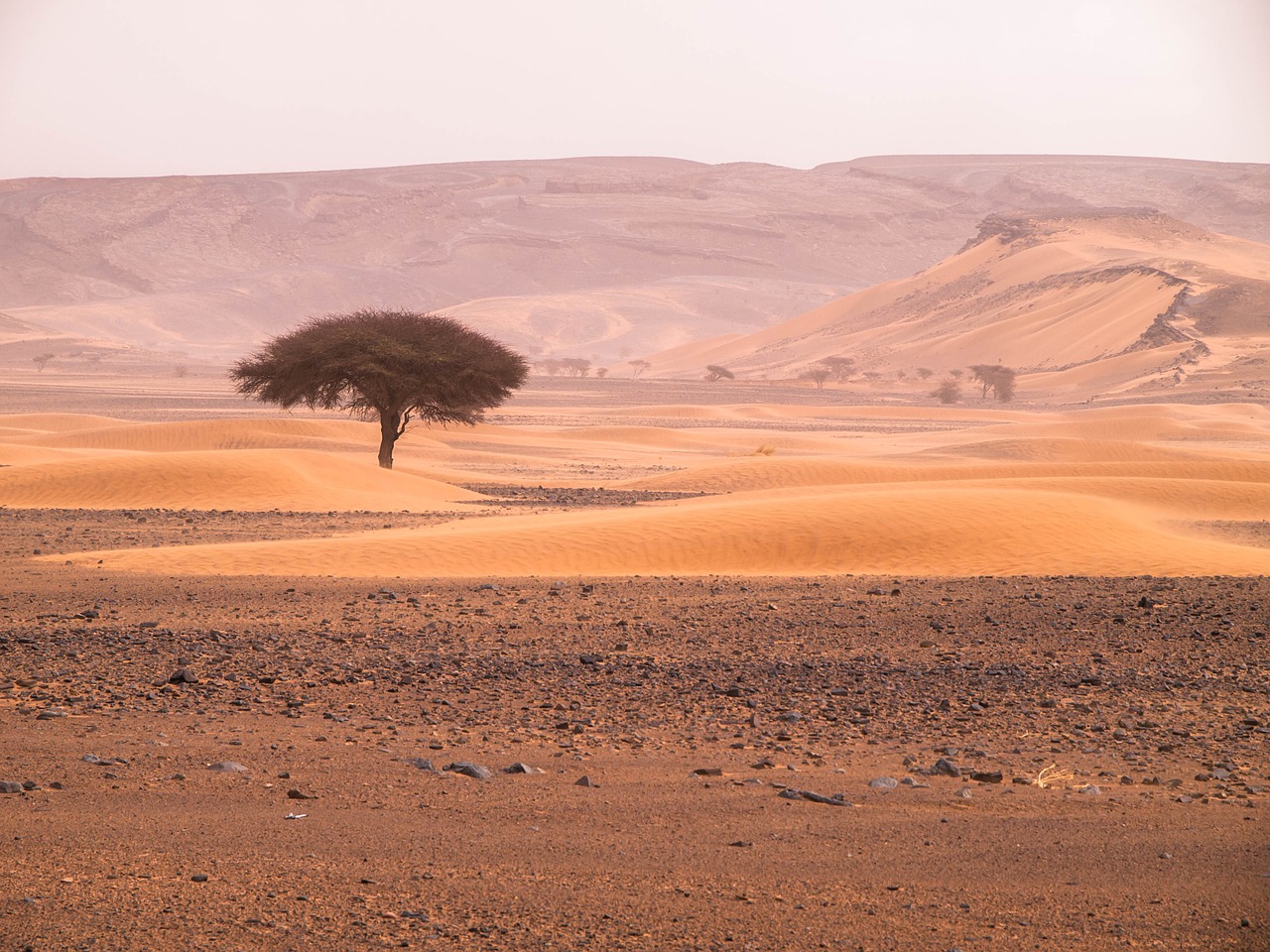 tree  desert  landscape free photo