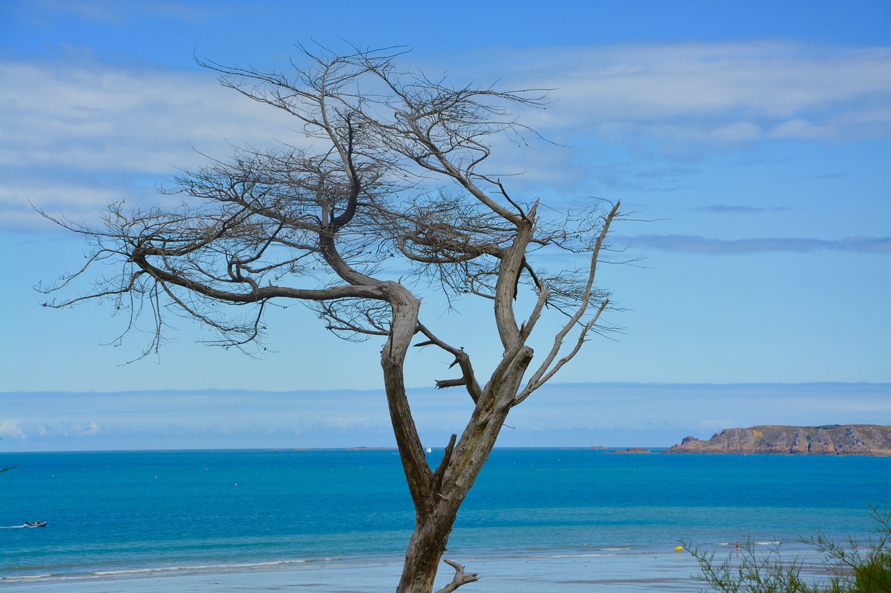 tree  dead tree  still lifes free photo