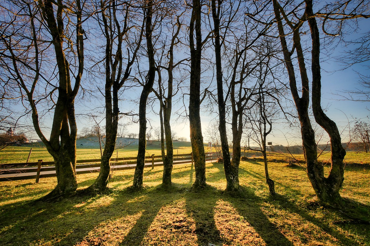 tree  backlighting  shadow free photo