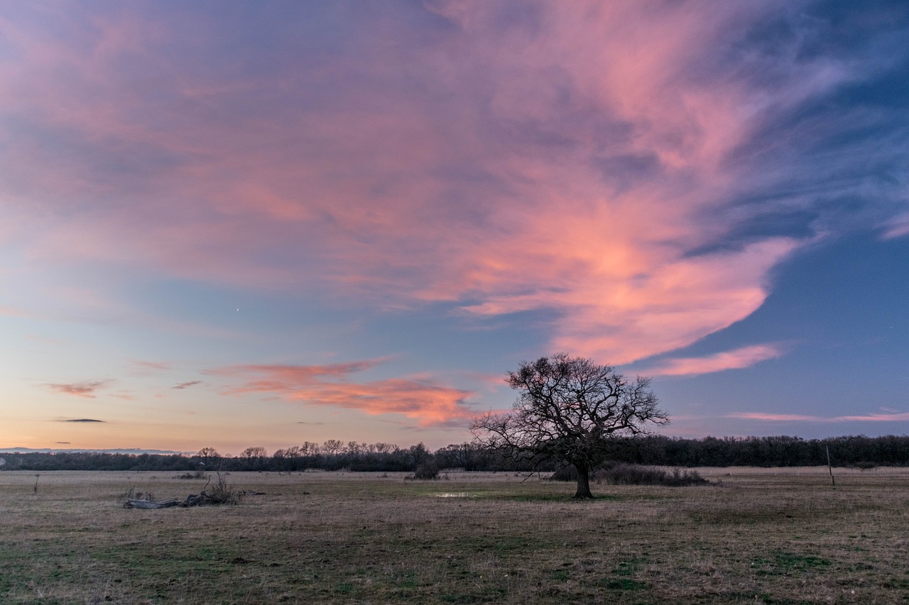 tree  sunset  landscape free photo