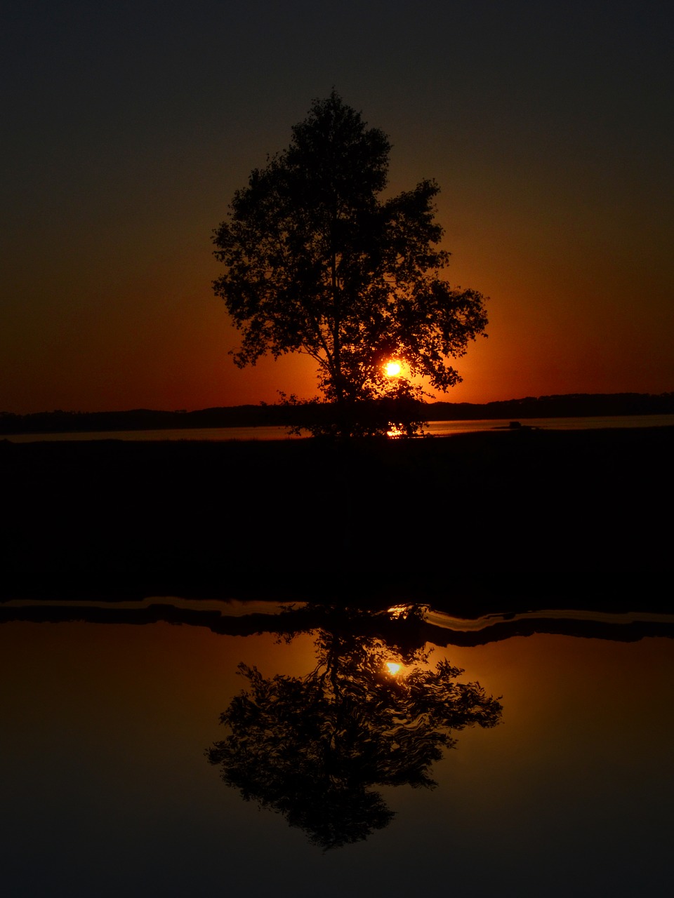 tree  sunset  nature free photo