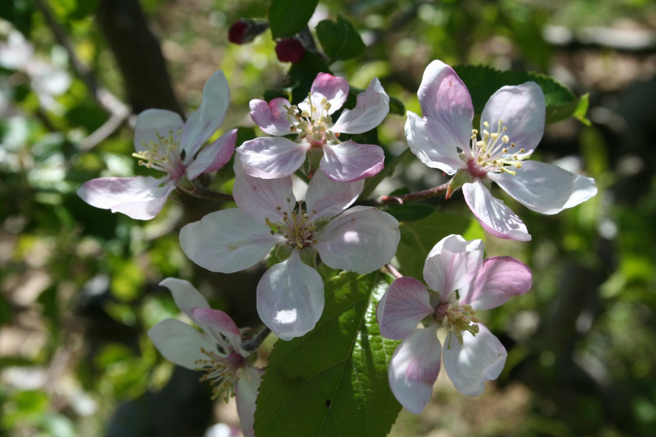 tree  orchard  flower free photo