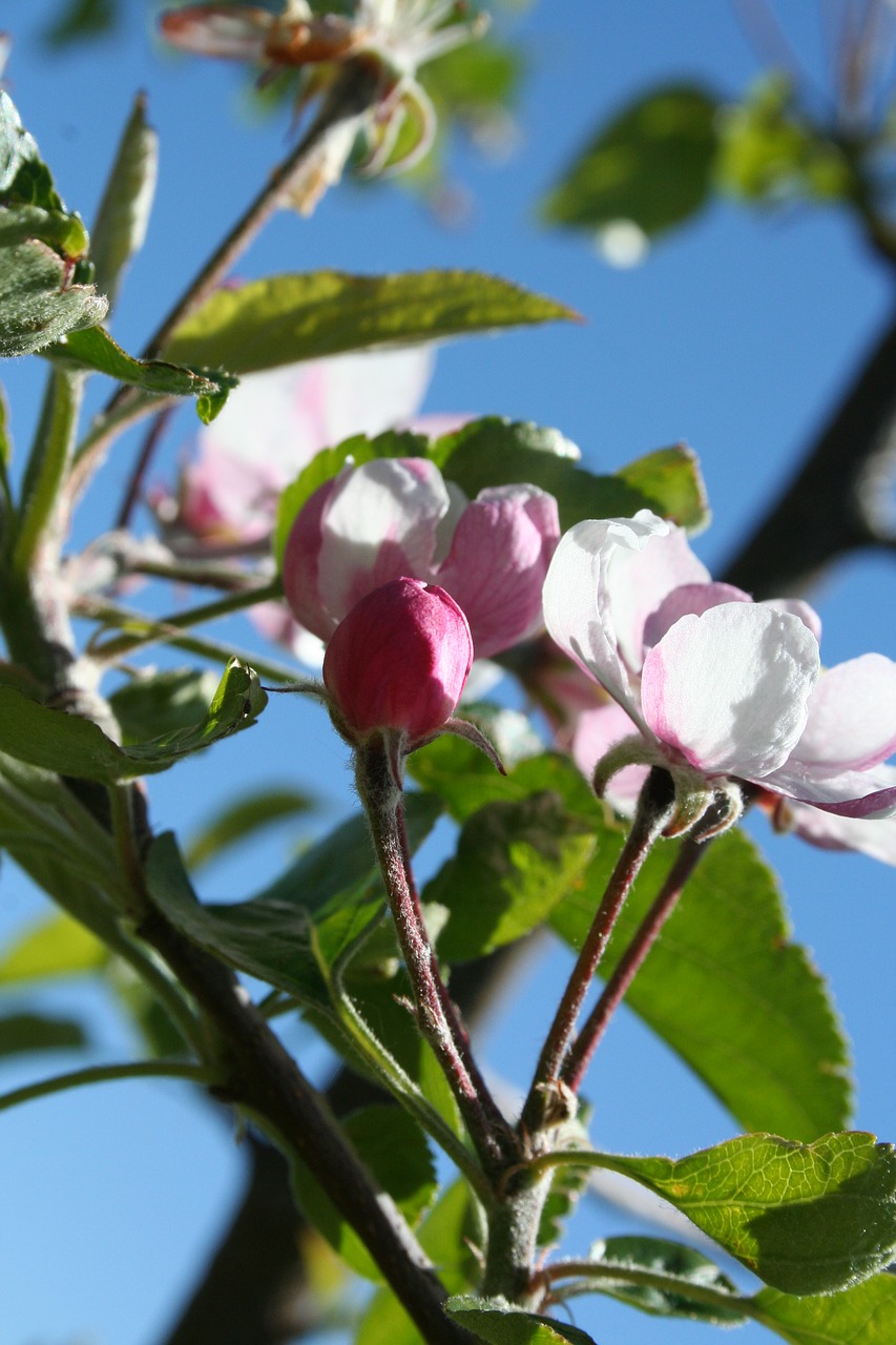 tree  orchard  flower free photo