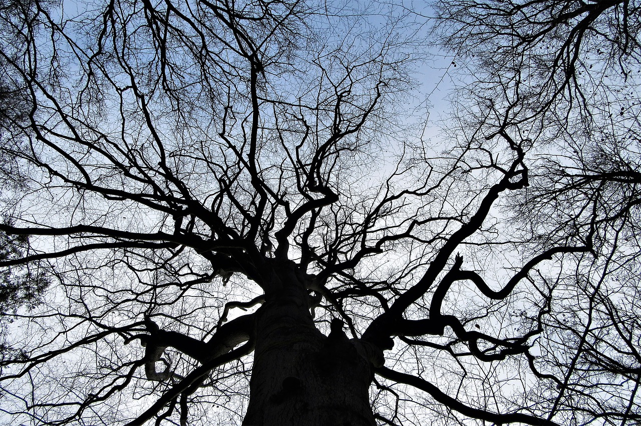 tree  branches  winter free photo